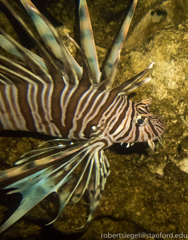 lion fish